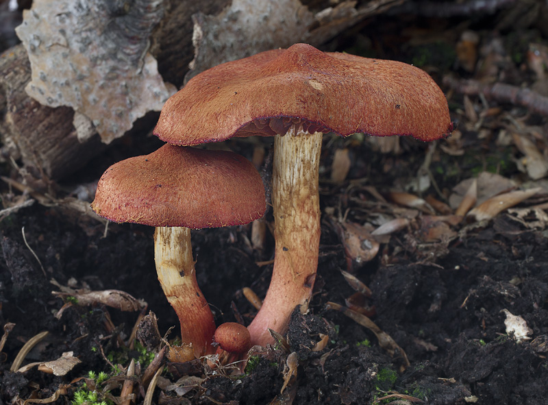 Cortinarius phoeniceus